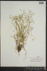 Minuartia muriculata image