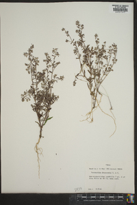 Paronychia drummondii image