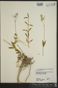 Silene vulgaris image