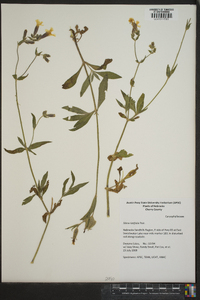 Silene latifolia image