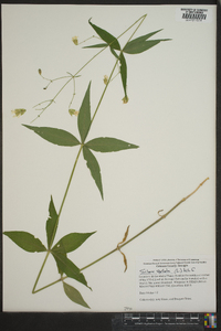 Silene stellata image