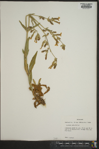 Silene latifolia image