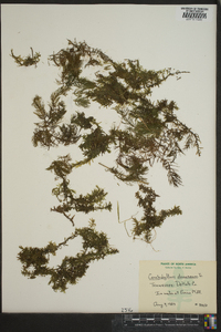 Ceratophyllum demersum image