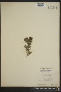 Ceratophyllum demersum image