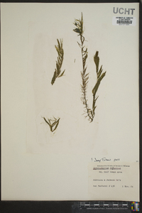 Ceratophyllum demersum image