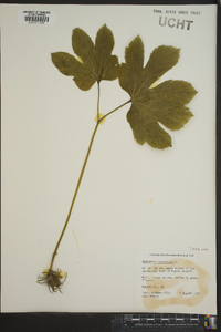 Hydrastis canadensis image