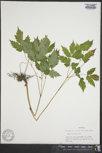 Actaea pachypoda image