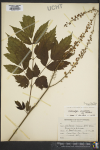 Actaea racemosa image