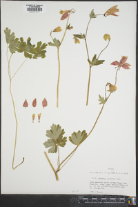 Aquilegia formosa image