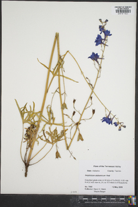 Delphinium alabamicum image