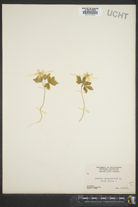 Anemone quinquefolia image