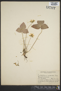 Anemone acutiloba image