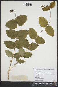 Clematis addisonii image