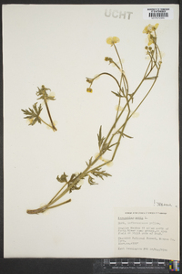 Ranunculus acris image