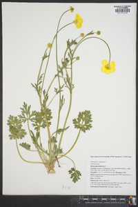 Ranunculus bulbosus image