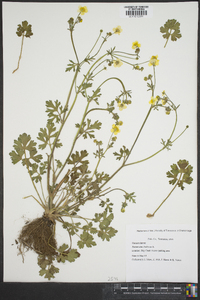 Ranunculus bulbosus image