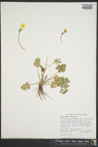 Ranunculus bulbosus image