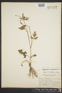 Ranunculus carolinianus image