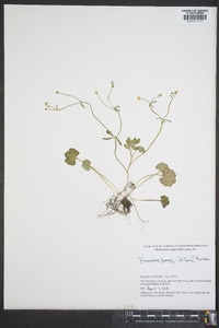 Ranunculus harveyi image