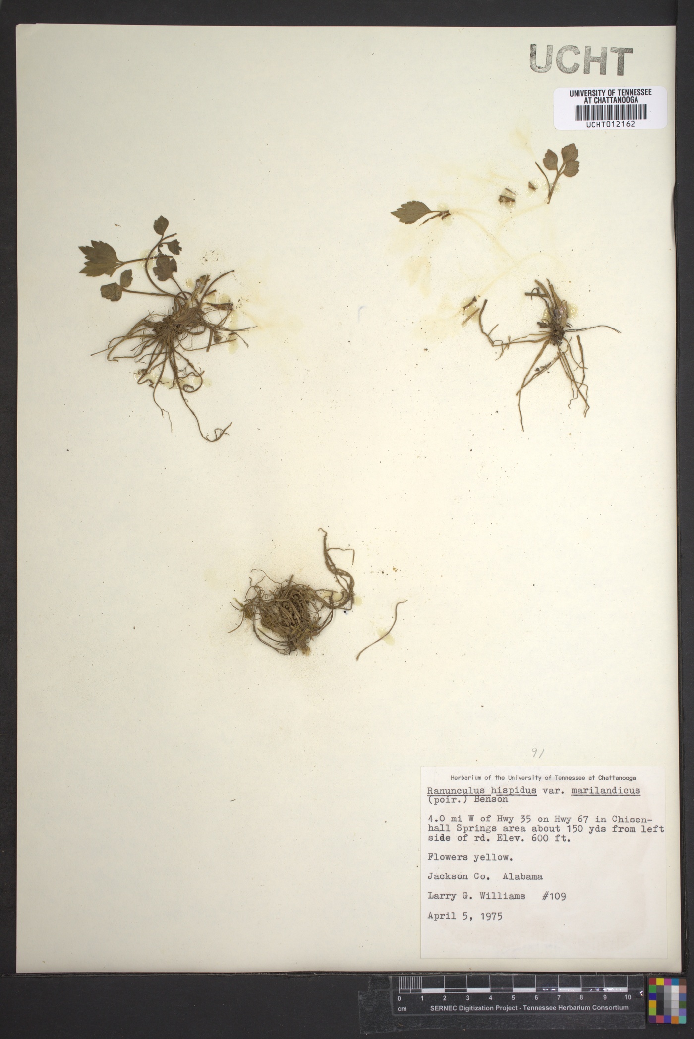 Ranunculus hispidus var. marilandicus image