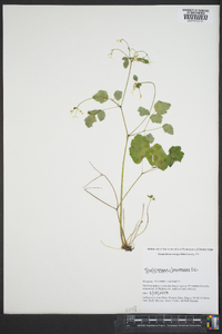 Thalictrum clavatum image