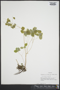 Thalictrum clavatum image