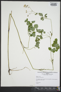 Thalictrum clavatum image