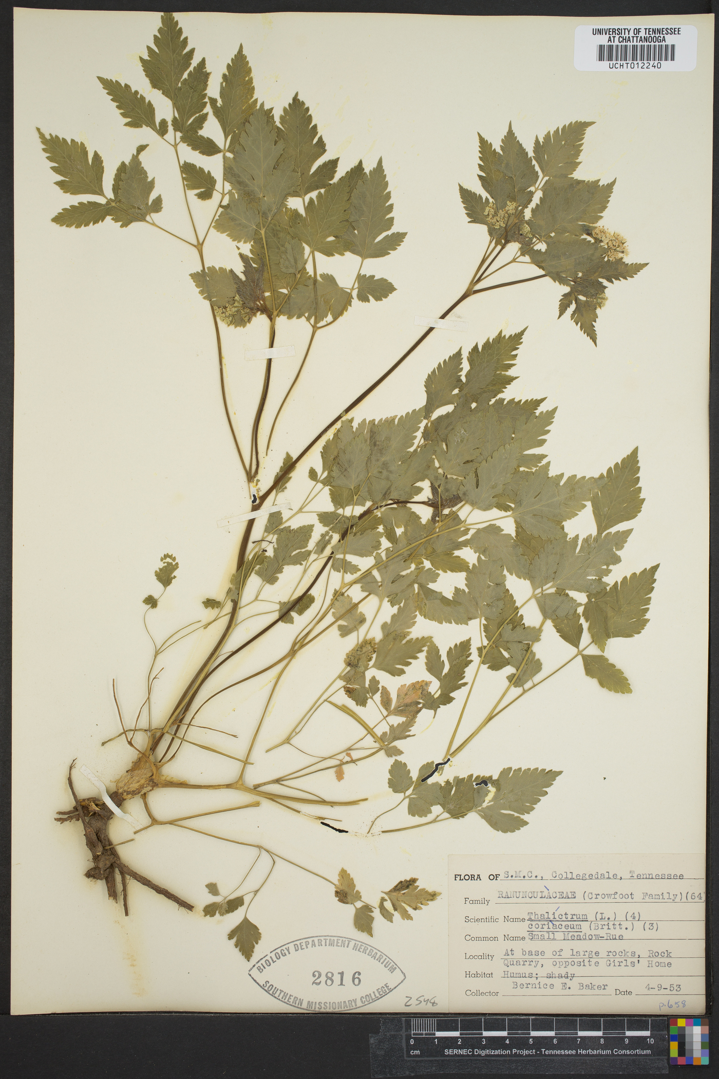 Thalictrum coriaceum image