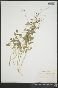 Thalictrum debile image