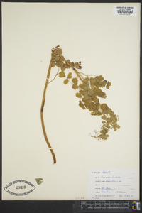 Thalictrum dioicum image