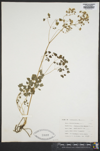 Thalictrum dioicum image