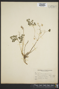 Thalictrum dioicum image