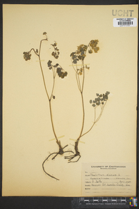 Thalictrum dioicum image