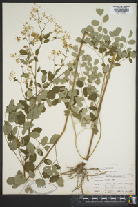 Thalictrum dioicum image