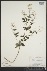 Thalictrum dioicum image