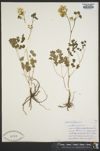 Thalictrum dioicum image