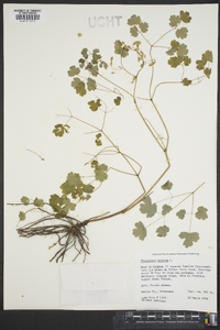 Thalictrum dioicum image