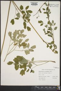 Thalictrum pubescens image