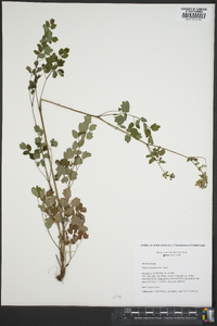 Thalictrum pubescens image