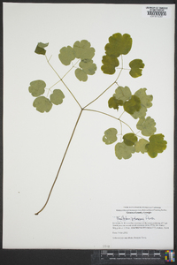 Thalictrum pubescens image