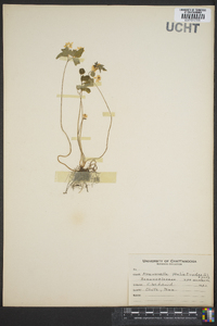 Thalictrum thalictroides image