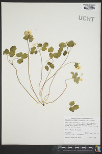 Thalictrum thalictroides image