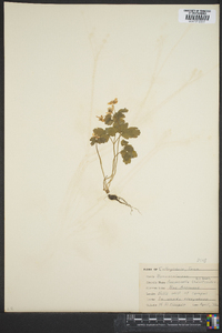 Thalictrum thalictroides image