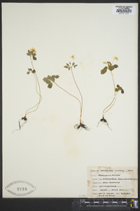 Thalictrum thalictroides image