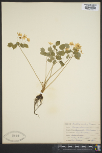 Thalictrum thalictroides image