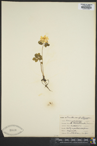 Thalictrum thalictroides image