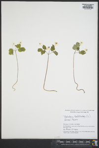 Thalictrum thalictroides image