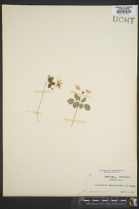 Thalictrum thalictroides image