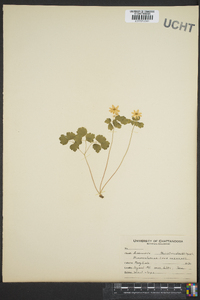 Thalictrum thalictroides image