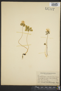 Thalictrum thalictroides image